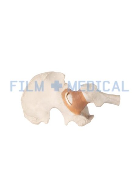 Anatomical Model Part Of Pelvis 
